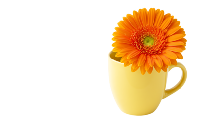 A bright orange gerbera daisy flourishing in a yellow mug against a black backdrop.