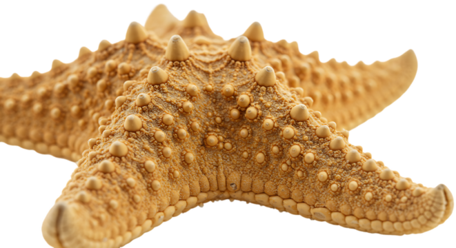 Detailed close-up of a starfish, highlighting its unique textured surface and natural beauty.