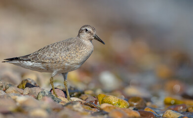 Red Knot - on the autumn migration way at a seashore