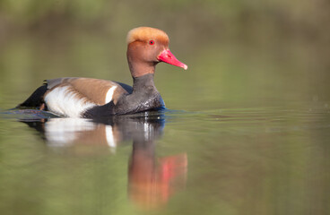 Red-crested pochard - male bird at a small pond in spring