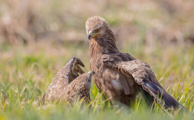 Lesser spotted eagle - pair of birds in spring