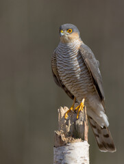 Eurasian Sparrowhawk - adult male at the wet forest in spring