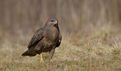 Common Buzzard in spring at a wet forest