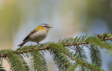 Common Firecrest - male bird at a wet  forest in spring