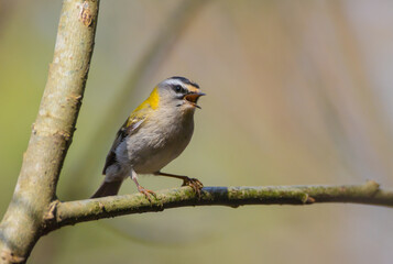 Common Firecrest - male bird at a wet  forest in spring