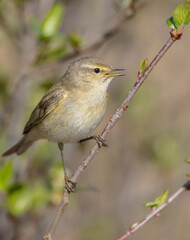 Fototapeta premium Common chiffchaff - in early spring at a wetland 