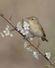 Common chiffchaff -  in early spring at a wetland 