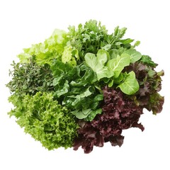 Fototapeta premium Fresh lettuce assortment, closeup on white background