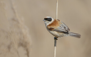 Eurasian Penduline Tit  at the wetland in spring