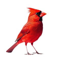 Cardinal bird isolated image render on transparent background
