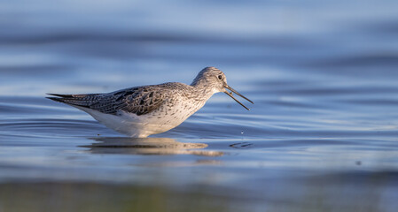 Common Greenshank feeding at a wetland in spring on a migration way