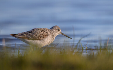 Common Greenshank feeding at a wetland in spring on a migration way