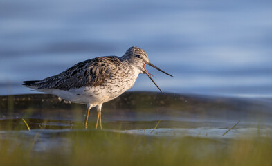 Common Greenshank feeding at a wetland in spring on a migration way