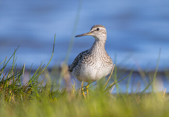Wood Sandpiper  - in spring on the migration way at wetland
