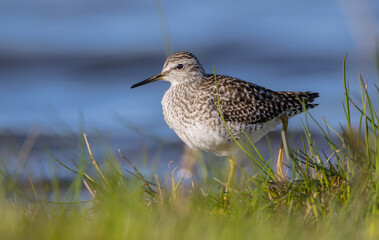 Wood Sandpiper  - in spring on the migration way at wetland