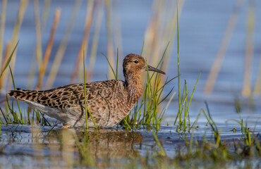 Ruff - male bird at a wetland on the mating season in spring