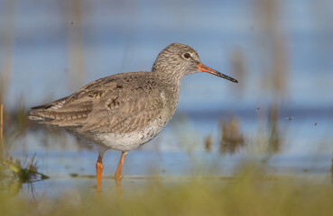 Common Redshank at a wetland on a spring migration way