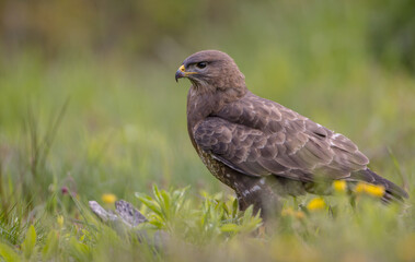 Common Buzzard in spring at a wet forest