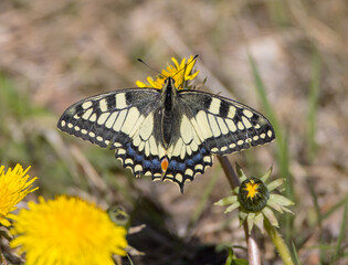 Old world swallowtail at the forest in spring