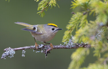 Goldcrest - male bird at forest in spring