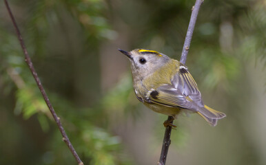 Goldcrest - male bird at forest in spring