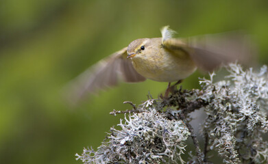 Common chiffchaff -  in early spring at a wetland 