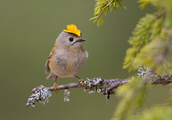 Goldcrest - male bird at forest in spring
