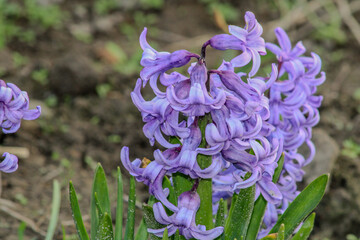 A close-up of vibrant purple flowers, likely hyacinths, with green leaves in the background. The...