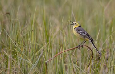 Citrine Wagtail - male bird at a wetland in spring