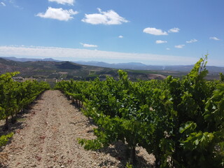 Fototapeta premium DCIM\100MEDIA\DJI_0059.JPG