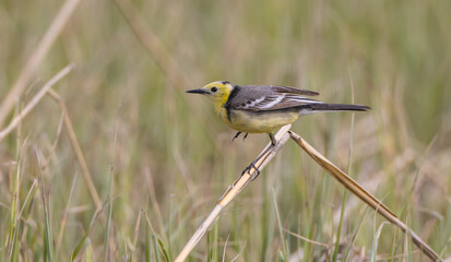 Citrine Wagtail - male bird at a wetland in spring