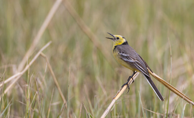 Citrine Wagtail - male bird at a wetland in spring