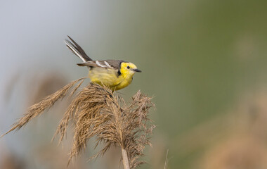 Citrine Wagtail - male bird at a wetland in spring