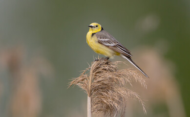 Citrine Wagtail - male bird at a wetland in spring