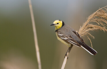 Citrine Wagtail - male bird at a wetland in spring