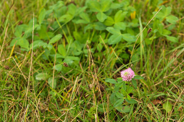 A delicate pink flower surrounded by vibrant green foliage, highlighting its soft petals and natural contrast	
