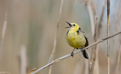 Citrine Wagtail - male bird at a wetland in spring