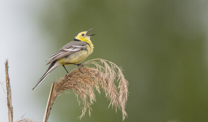 Citrine Wagtail - male bird at a wetland in spring