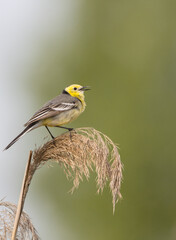 Citrine Wagtail - male bird at a wetland in spring