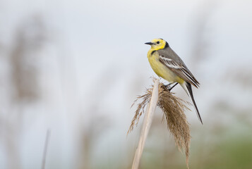 Citrine Wagtail - male bird at a wetland in spring