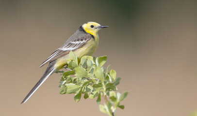 Citrine Wagtail - male bird at a wetland in spring