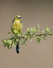 Citrine Wagtail - male bird at a wetland in spring