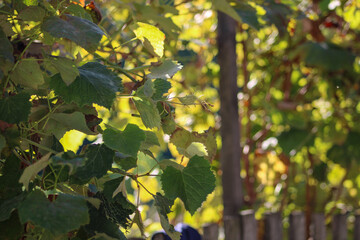 Another view of the grapevine, focusing on the intricate details of the leaves and tendrils stretching outward	

