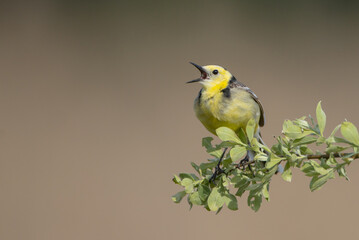 Citrine Wagtail - male bird at a wetland in spring