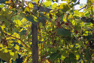 A grapevine with lush green leaves and visible grape clusters hanging from the branches, suggesting a thriving vineyard or garden	
