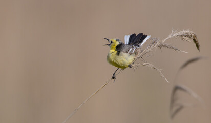 Citrine Wagtail - male bird at a wetland in spring