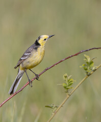Citrine Wagtail - male bird at a wetland in spring