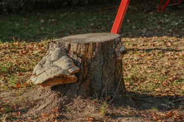  Another tree stump with fungi growth, focusing on the rugged bark and the delicate details of the mushrooms