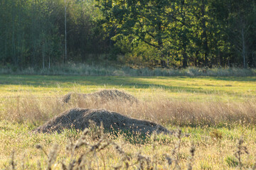 A mound of dirt or sand resting in a grassy area, with trees in the background. The contrast between the natural elements and soil structure suggests a transitional outdoor space	
