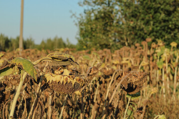 A dense expanse of tall grasses with trees forming a natural backdrop, highlighting the rich...